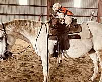 all-around-pony