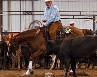 ads-gelding