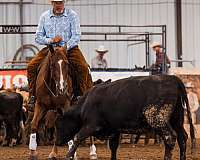 ads-quarter-horse