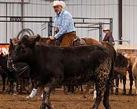 all-around-quarter-horse