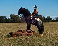 breeding-gypsy-vanner-horse