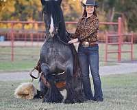 husband-safe-gypsy-vanner-horse