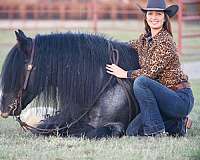 flashy-gypsy-vanner-horse