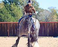 performance-gypsy-vanner-horse