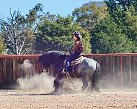 parade-gypsy-vanner-horse