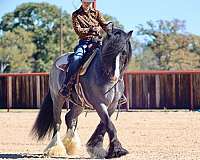 ranch-gypsy-vanner-horse