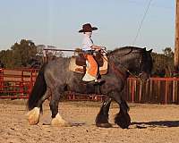 ranch-work-gypsy-vanner-horse