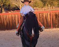 show-gypsy-vanner-horse