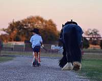 stallion-gypsy-vanner-horse