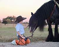 trail-gypsy-vanner-horse