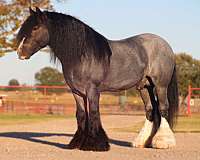 trail-riding-gypsy-vanner-horse