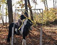 athletic-friesian-horse