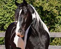 cross-friesian-horse