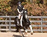 husband-safe-friesian-horse