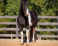draft-friesian-horse
