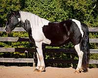 flashy-friesian-horse