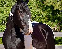 parade-friesian-horse