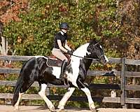 performance-friesian-horse