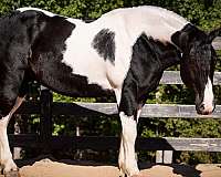ridden-english-friesian-horse