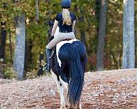 ridden-western-friesian-horse