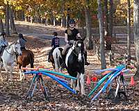 show-friesian-horse
