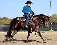 flashy-quarter-horse