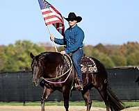 husband-safe-quarter-horse