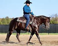 athletic-quarter-horse