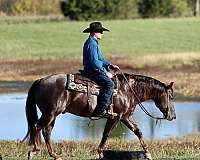 performance-quarter-horse