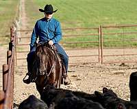 ranch-quarter-horse