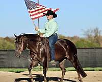 ranch-versatility-quarter-horse