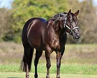 roping-quarter-horse