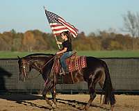 reining-quarter-horse