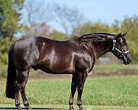 show-quarter-horse