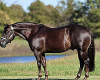 trail-quarter-horse