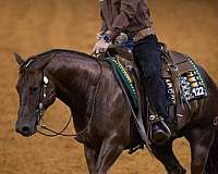 trail-riding-quarter-horse