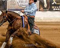 western-riding-quarter-horse