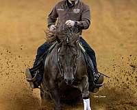 working-cattle-quarter-horse