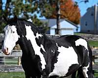 paint-draft-horse