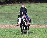 gelding-draft-horse