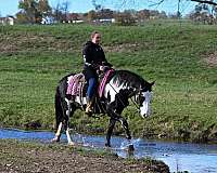 auction-draft-horse