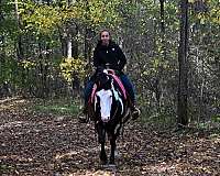 trail-horse-draft