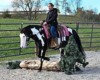 all-around-draft-horse