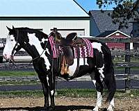 husband-safe-draft-horse