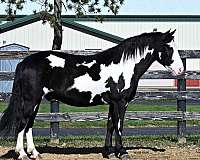 jumping-draft-horse