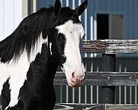 lesson-draft-horse