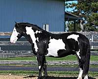 mounted-patrol-draft-horse