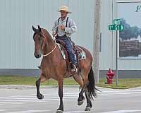 performance-friesian-horse