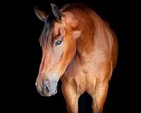 parade-friesian-horse