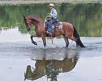 ridden-english-friesian-horse